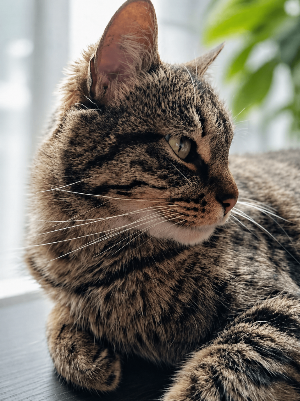Una de las gatas que inspiran la historia de Dulce Propósito
